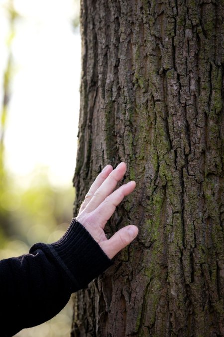 Hand auf Baum