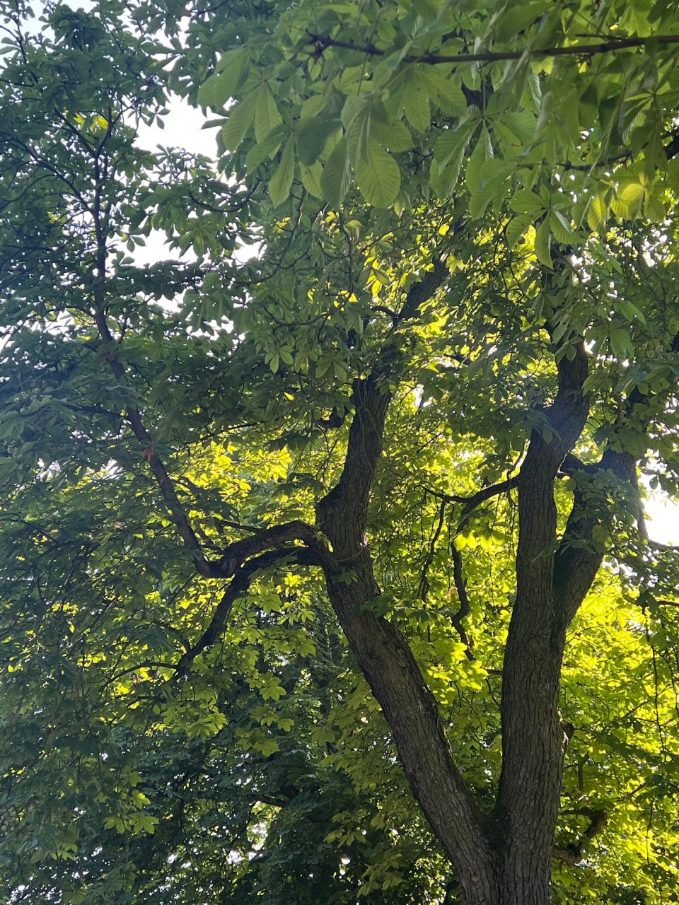 Foto: Richard Mücke Sonnenlicht durch Baum