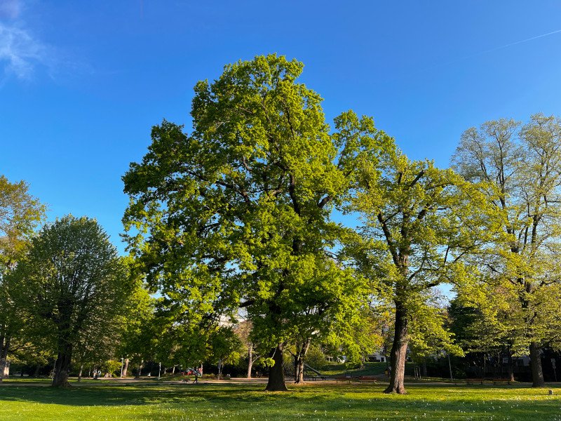 Baum