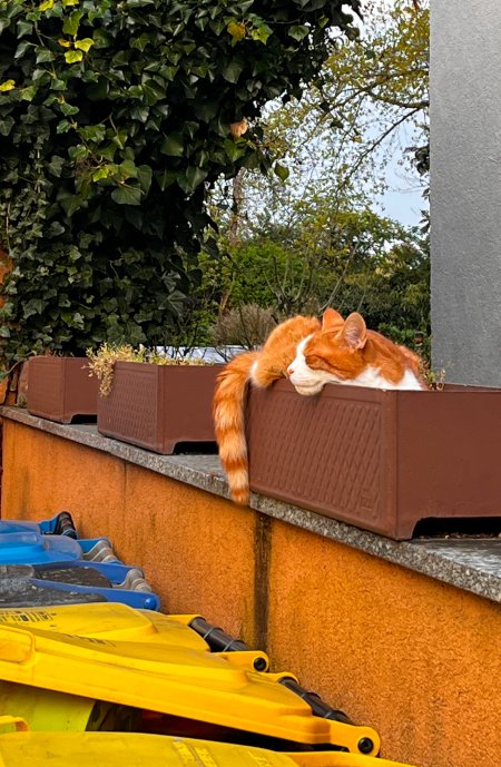 Foto: Richard Mücke katze_chillt
