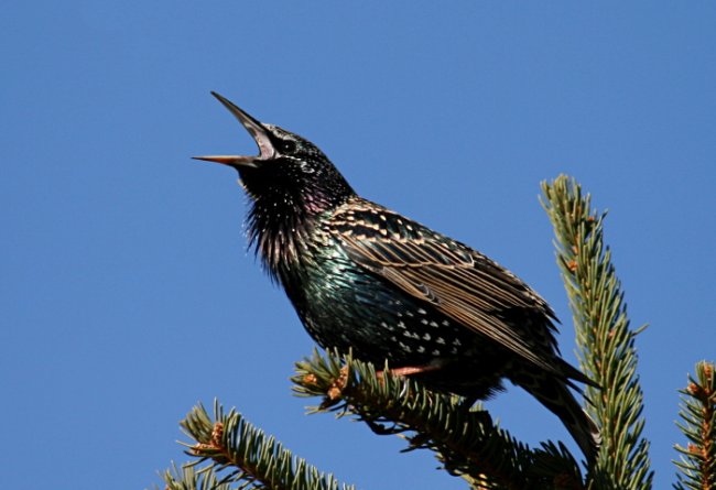 Sturnus vulgaris