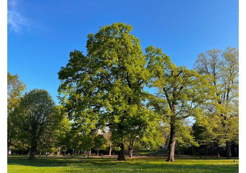 Baum